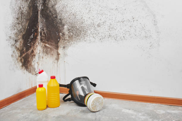 Best Insurance-Related Mold Remediation in Maryvle, IL
