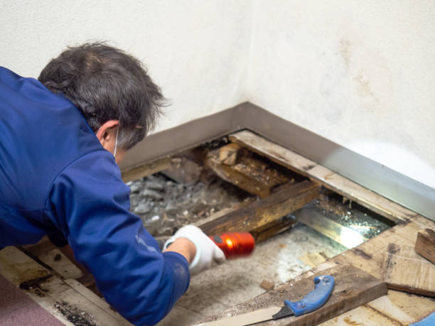 Best Residential Mold Remediation in Maryvle, IL