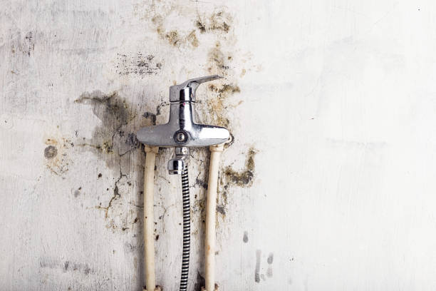 Best Mold Remediation for Specific Building Types in Maryvle, IL