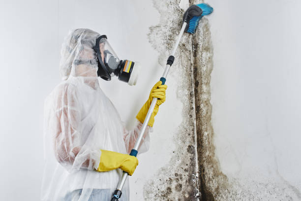 Best HVAC Mold Remediation in Maryvle, IL