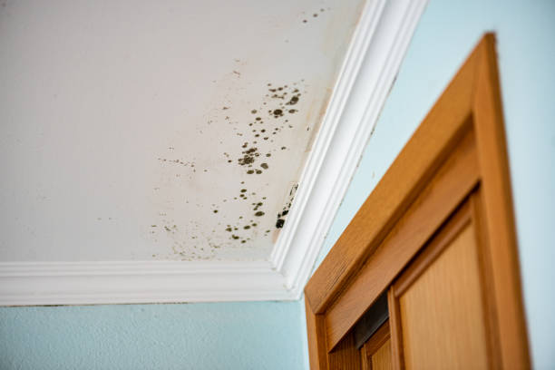 Best Localized Mold Remediation (e.g., coastal areas, humid climates) in Maryvle, IL