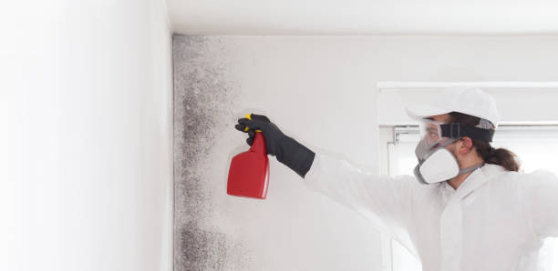Best Crawl Space Mold Remediation in Maryvle, IL