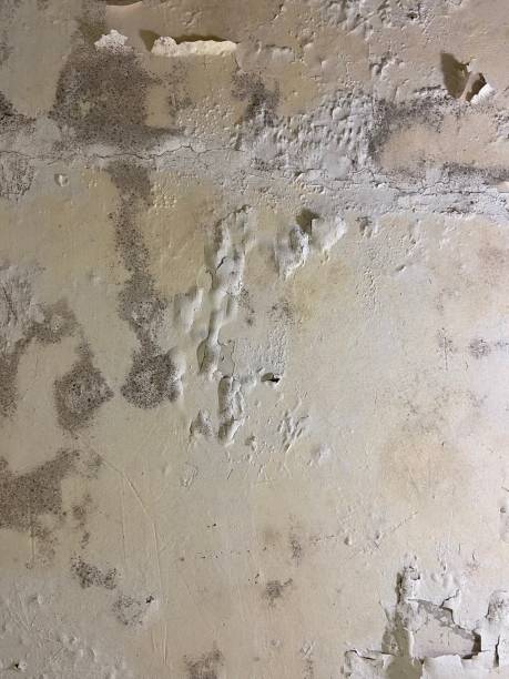 Best Mold Testing and Inspection Services in Maryvle, IL