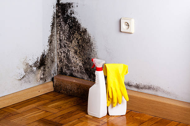 Best Attic Mold Remediation in Maryvle, IL