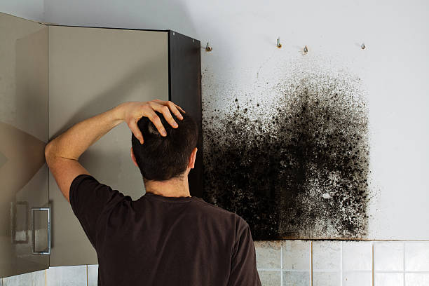 Best Bathroom Mold Remediation in Maryvle, IL